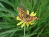 31768 – Photo : Christophe Le Pogam – France (56)