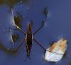 31209 – Photo : Magalie Mazuy – France (70)