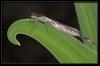 Ischnura elegans