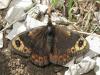 31597 – Photo : jeromebubu – France (34)