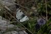 31956 – Photo : Papillon des Alpes – Italie