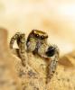 31227 – Photo : Vincent Lefebvre – France (91)