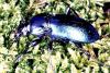 Carabus nemoralis