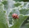 31771 – Photo : taeniatus – France (83)