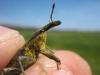 Lixus sp.