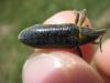 Lixus sp.