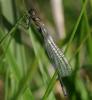 Ischnura elegans
