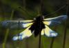 31286 – Photo : FATON Jean-Michel – France (26)