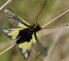 31287 – Photo : FATON Jean-Michel – France (26)