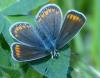 31835 – Photo : Michel AUBERT – France (83)