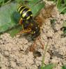 31331 – Photo : Christine DEVILLERS – Belgique