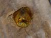 31256 – Photo : Raphael – Sainte-Lucie