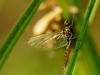 31263 – Photo : Denys Liger – France (27)
