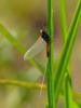 31259 – Photo : Denys Liger – France (27)