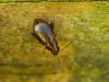 31541 – Photo : Denys Liger – France (27)