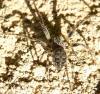 Larinioides sclopetarius