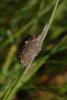 31805 – Photo : Robert BONNEAU – France (36)