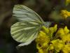 31012 – Photo : Michel Ehrhardt – France (68)