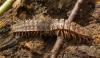 Polydesmus sp.