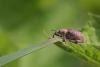 31564 – Photo : microbe – France (62)