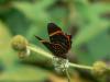 31177 – Photo : Alexandre Vinot – Guyane française