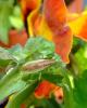 31450 – Photo : Magalie Mazuy – France (25)