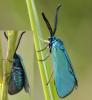 31873 – Photo : FATON Jean-Michel – France (26)