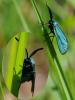 31910 – Photo : FATON Jean-Michel – France (26)