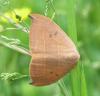 31834 – Photo : Rebeyrol Christian – France (79)