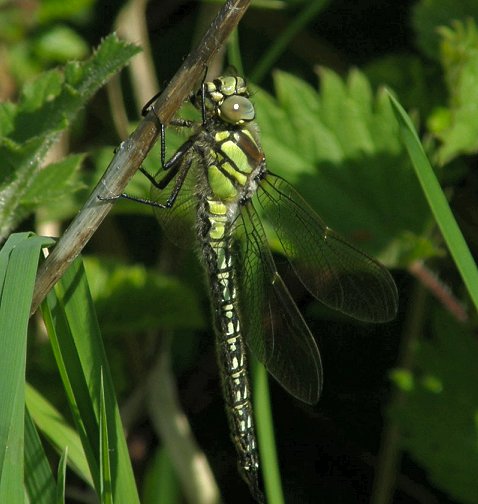 Anonyme - Brachytron pratense - réf. 31453 (478 x 504 pixels, 46 ko)