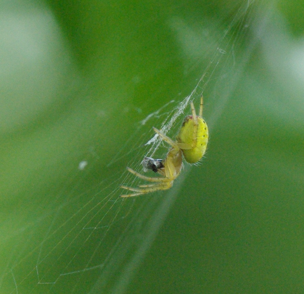 Réf. 31602 — ARACHNIDA > Araneae > Araneidae > Araniella sp. www