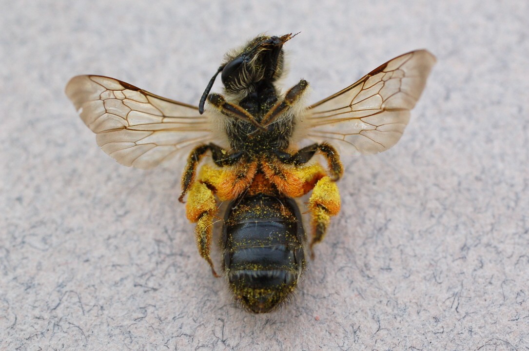 philippe Brunod - Andrena (Zonandrena) flavipes - réf. 31675 (1085 x 720 pixels, 195 ko)