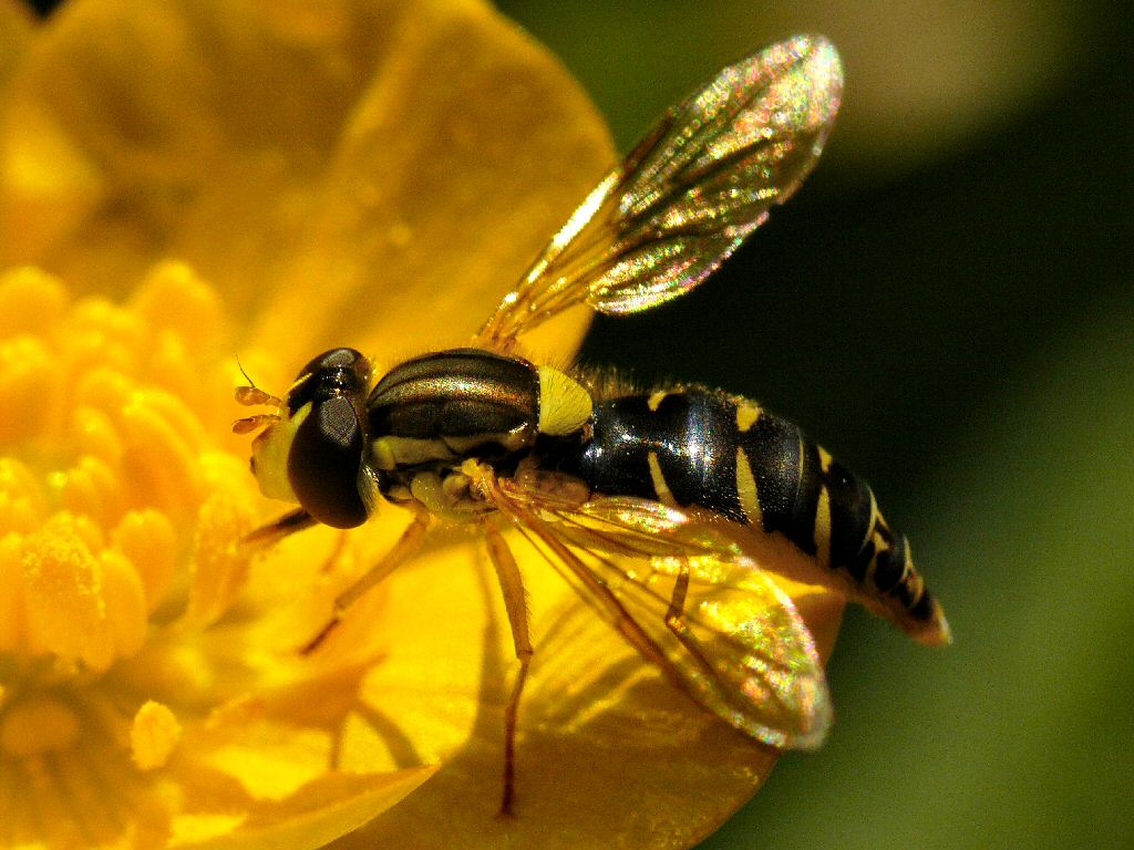 Denys Liger - Sphaerophoria sp. - réf. 31972 (1024 x 768 pixels, 177 ko)