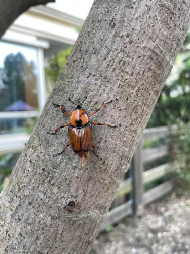 Cyrtotrachelus longimanus