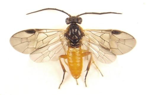 Réf. 310 513 : Euura gracilidentata