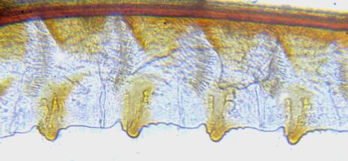 Réf. 310 979 : Cytisogaster picta