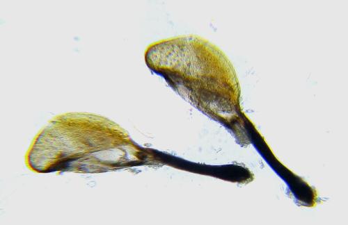Réf. 310 998 : Rhogogaster picta
