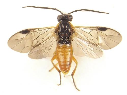 Réf. 310 498 : Euura gracilidentata