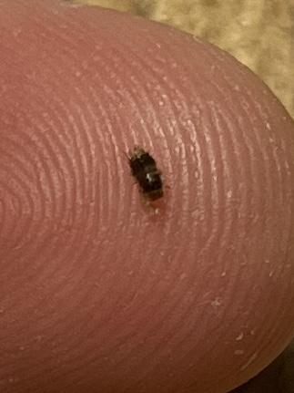 Anthrenus sp.