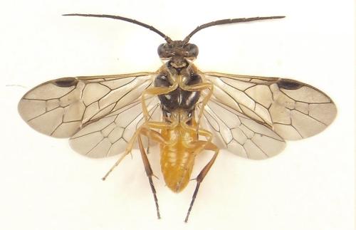 Euura gracilidentata