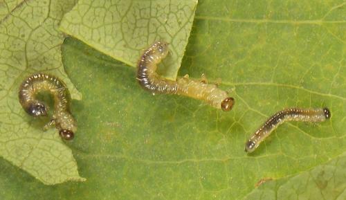 Nematus tulunensis