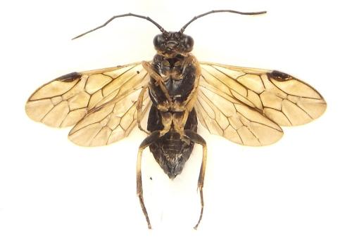 Réf. 310 534 : Nematus tulunensis
