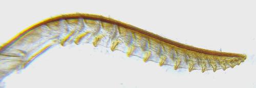 Cytisogaster picta