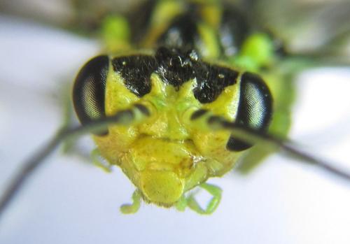 Réf. 310 996 : Rhogogaster picta