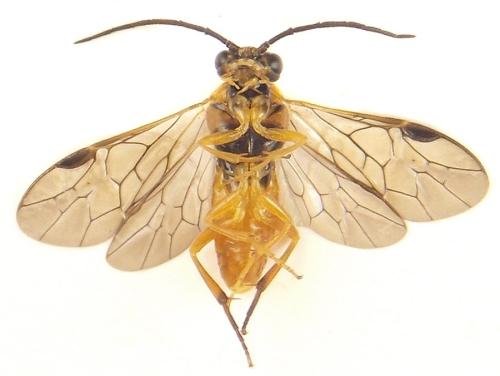 Euura gracilidentata