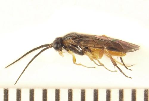 Euura gracilidentata