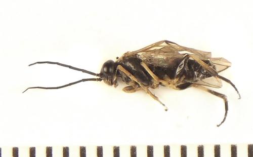 Réf. 310 535 : Nematus tulunensis