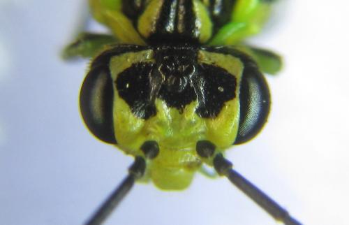 Réf. 310 997 : Rhogogaster picta