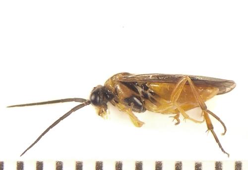 Euura gracilidentata
