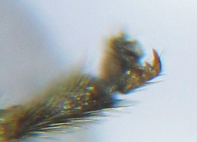 Euura gracilidentata